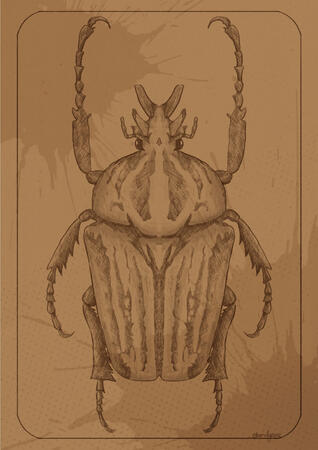 Goliath Beetle